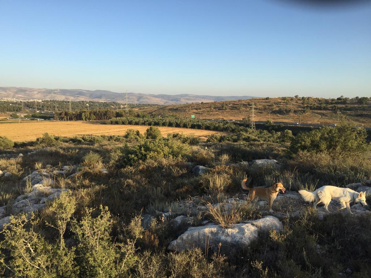 Peace Tent Villa Kfar Rut Exterior foto
